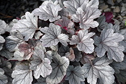 Dolce Silver Gumdrop Coral Bells (Heuchera 'Silver Gumdrop') at Canadale Nurseries