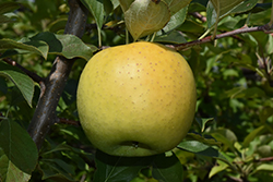 Yellow Transparent Apple (Malus 'Yellow Transparent') at Canadale Nurseries