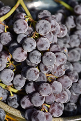 Sovereign Coronation Grape (Vitis 'Sovereign Coronation') at Canadale Nurseries