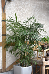 Cat Palm (Chamaedorea cataractarum) at Canadale Nurseries