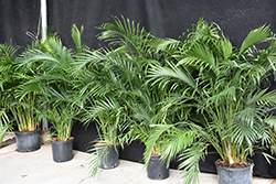 Cat Palm (Chamaedorea cataractarum) at Canadale Nurseries