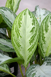 Silver Bay Chinese Evergreen (Aglaonema 'Silver Bay') at Canadale Nurseries