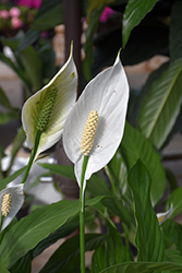 Peace Lily (Spathiphyllum cochlearispathum) at Canadale Nurseries