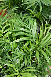 Neanthe Bella Palm (Chamaedorea elegans) at Canadale Nurseries