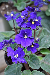 Blue African Violet (Saintpaulia 'Blue') at Canadale Nurseries