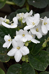 White African Violet (Saintpaulia 'White') at Canadale Nurseries