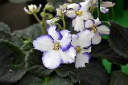 Optimara Chico African Violet (Saintpaulia 'Optimara Chico') at Canadale Nurseries