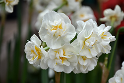 Bridal Crown Daffodil (Narcissus 'Bridal Crown') at Canadale Nurseries