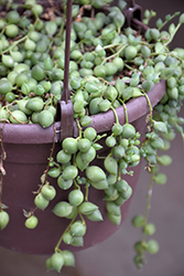 String Of Pearls (Senecio rowleyanus) at Canadale Nurseries