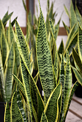 Futura Superba Snake Plant (Sansevieria trifasciata 'Futura Superba') at Canadale Nurseries