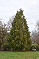 Weeping Nootka Cypress (Chamaecyparis nootkatensis 'Pendula') at Canadale Nurseries
