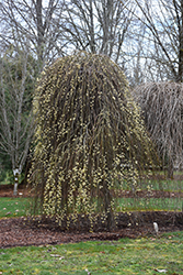 Weeping Pussy Willow (Salix caprea 'Pendula') at Canadale Nurseries