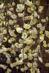 Weeping Pussy Willow (Salix caprea 'Pendula') at Canadale Nurseries