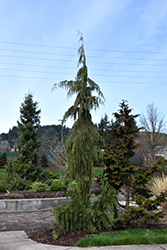 Weeping Nootka Cypress (Chamaecyparis nootkatensis 'Pendula') at Canadale Nurseries