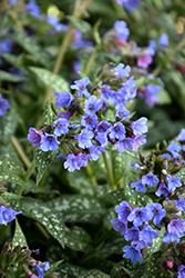 Trevi Fountain Lungwort (Pulmonaria 'Trevi Fountain') at Canadale Nurseries