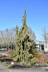 Blue Weeping Nootka Cypress (Chamaecyparis nootkatensis 'Glauca Pendula') at Canadale Nurseries