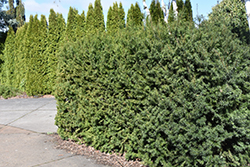 Kobes Hicksii Japanese Yew (Taxus cuspidata 'Kobes Hicksii') at Canadale Nurseries