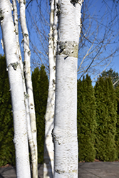 Whitebark Himalayan Birch (clump) (Betula utilis 'var. jacquemontii (clump)') at Canadale Nurseries
