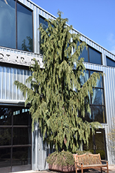 Blue Weeping Nootka Cypress (Chamaecyparis nootkatensis 'Glauca Pendula') at Canadale Nurseries