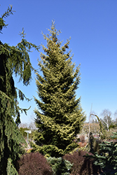 Skylands Golden Spruce (Picea orientalis 'Skylands') at Canadale Nurseries