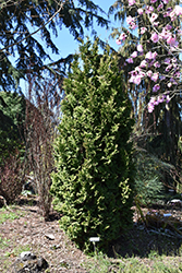 Zmatlik Arborvitae (Thuja occidentalis 'Zmatlik') at Canadale Nurseries