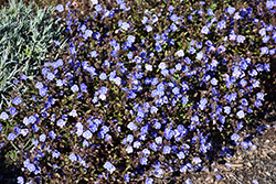 Georgia Blue Speedwell (Veronica peduncularis 'Georgia Blue') at Canadale Nurseries