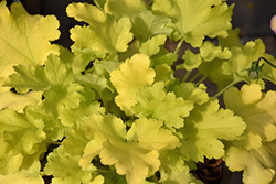 Lime Marmalade Coral Bells (Heuchera 'Lime Marmalade') at Canadale Nurseries