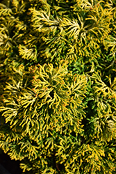 Butterball Hinoki Falsecypress (Chamaecyparis obtusa 'Butter Ball') at Canadale Nurseries