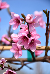 Frost Peach (Prunus persica 'Frost') at Canadale Nurseries