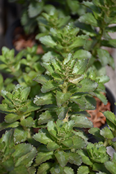 Double Martini Stonecrop (Sedum 'TNSEDDM') at Canadale Nurseries