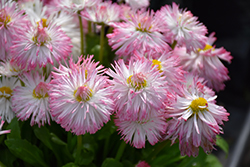 Habanera White with Pink Tips English Daisy (Bellis perennis 'Habanera White with Pink Tips') at Canadale Nurseries