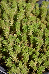 Six Row Stonecrop (Sedum sexangulare) at Canadale Nurseries