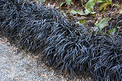 Black Mondo Grass (Ophiopogon planiscapus 'Nigrescens') at Canadale Nurseries