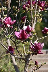 Genie Magnolia (Magnolia 'Genie') at Canadale Nurseries