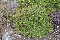 Kewensis Wintercreeper (Euonymus fortunei 'Kewensis') at Canadale Nurseries