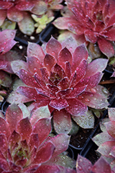 More Honey Hens And Chicks (Sempervivum 'More Honey') at Canadale Nurseries