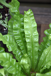 Crispy Wave Fern (Asplenium nidus 'Crispy Wave') at Canadale Nurseries