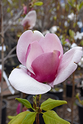 Cameo Magnolia (Magnolia 'Cameo') at Canadale Nurseries