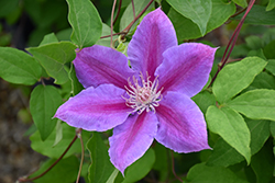 Dr. Ruppel Clematis (Clematis 'Dr. Ruppel') at Canadale Nurseries