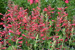 Kudos Red Hyssop (Agastache 'Kudos Red') at Canadale Nurseries