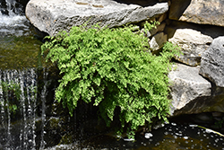 Southern Maidenhair Fern (Adiantum capillus-veneris) at Canadale Nurseries