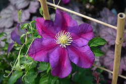 Sunset Clematis (Clematis 'Sunset') at Canadale Nurseries