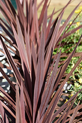 Red Star Red Grass Tree (Cordyline australis 'Red Star') at Canadale Nurseries