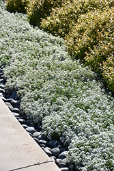 Snow Princess Alyssum (Lobularia 'Snow Princess') at Canadale Nurseries