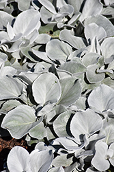 Angel Wings Senecio (Senecio candicans 'Senaw') at Canadale Nurseries