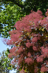 Grace Smokebush (Cotinus 'Grace') at Canadale Nurseries