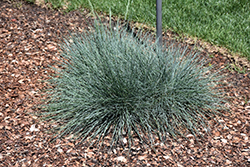 Cool As Ice Blue Fescue (Festuca glauca 'Cool As Ice') at Canadale Nurseries