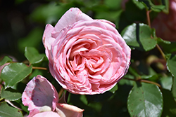 Savannah Sunbelt Rose (Rosa 'KORvioros') at Canadale Nurseries