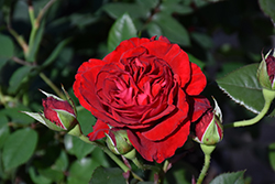 Lady In Red Rose (Rosa 'WEKvaldaom') at Canadale Nurseries