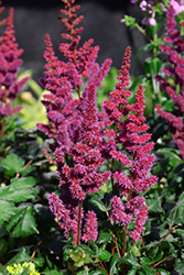 Visions in Red Chinese Astilbe (Astilbe chinensis 'Visions in Red') at Canadale Nurseries